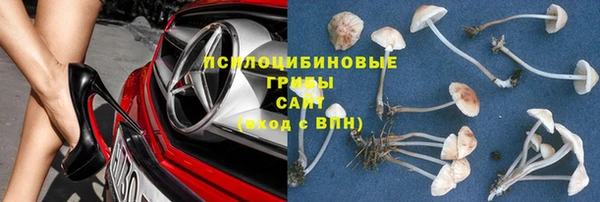 прущие грибы Дмитровск